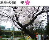赤松公園　桜