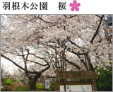 羽根木公園　桜