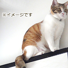 キャットウォーク