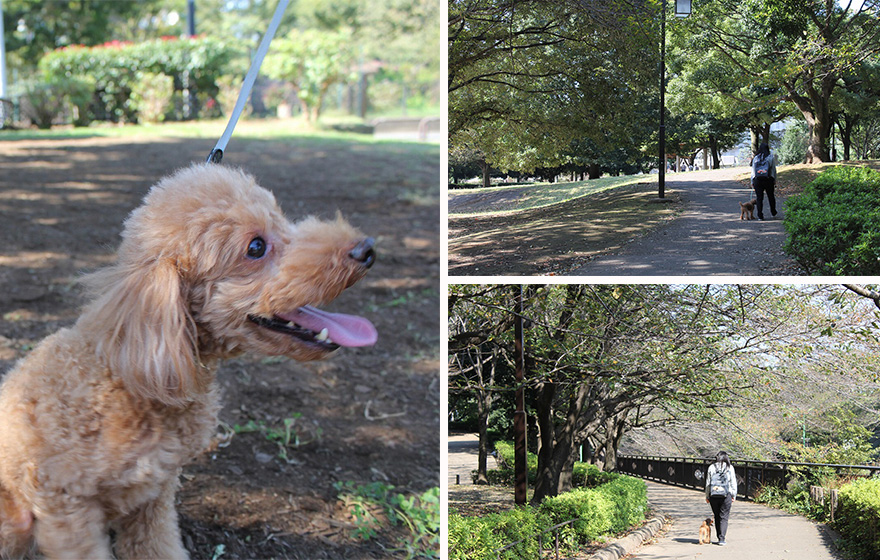 祖師谷公園