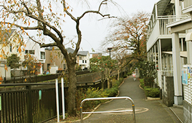 仙川遊歩道