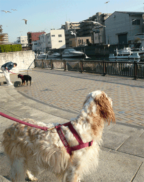 大森一丁目公園