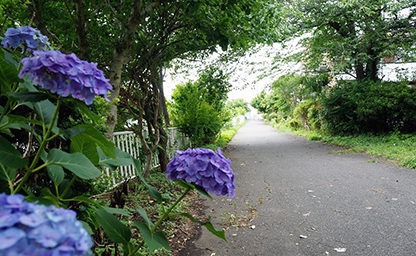 帷子川沿い