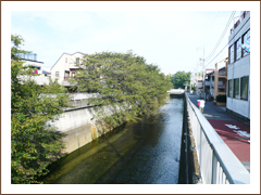 石神井川沿い桜並木/ペット共生型賃貸マンション「メゾンファミール」