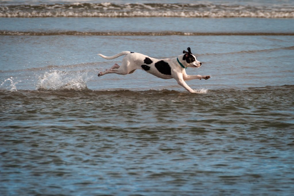 犬と外に飛び出そう！世田谷区のオススメドッグラン3選！