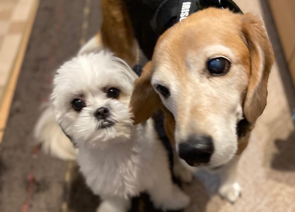 ご長寿犬とパピーとの暮らしについて