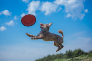 犬と外に飛び出そう！杉並区のオススメ犬と遊べる公園3選！