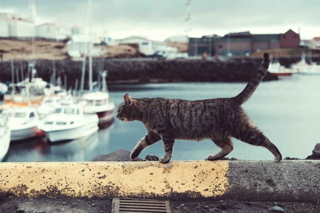 こんなにたくさん！ 日本の猫島総まとめ特集①【本州編】