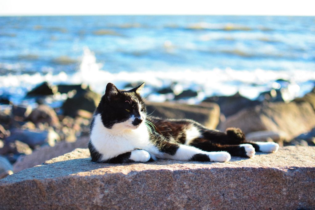 こんなにたくさん！日本の猫島総まとめ特集③【九州編】