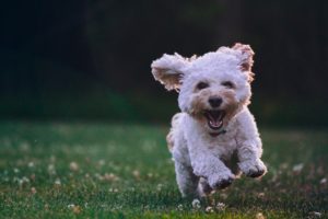 犬と外に飛び出そう！中野区の犬と遊べるオススメ公園！