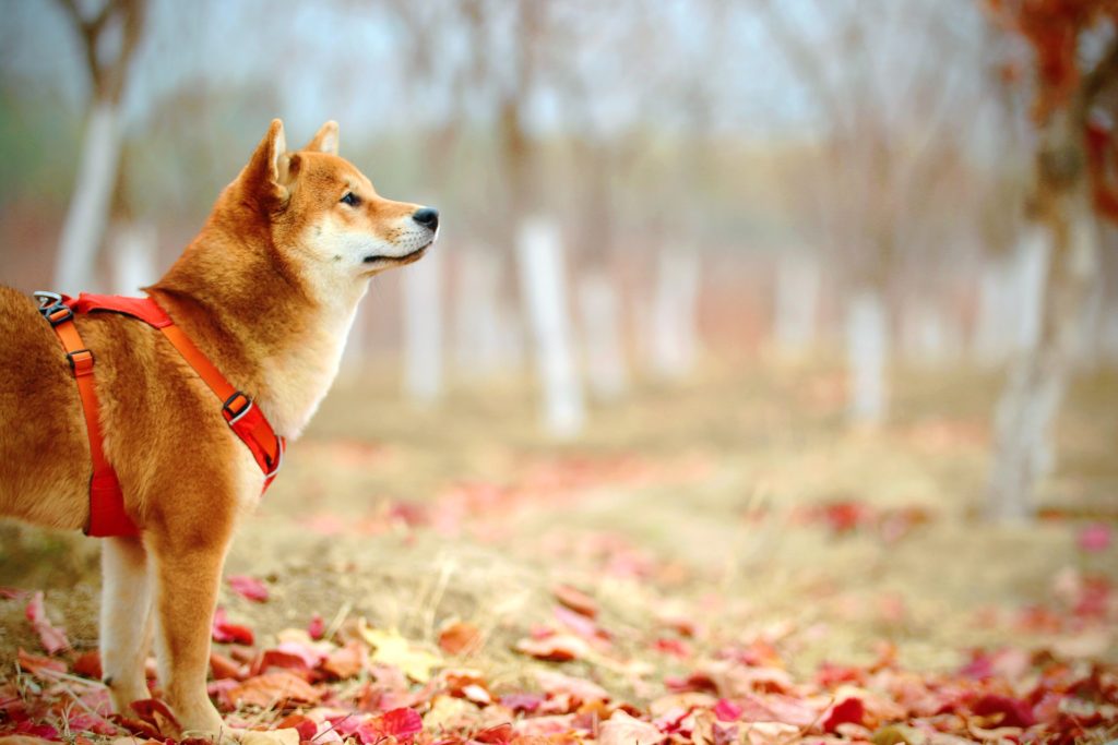 国の天然記念物 奥深い 日本犬 の正体 地犬や日本由来のワンちゃんも紹介します アドバンスネット