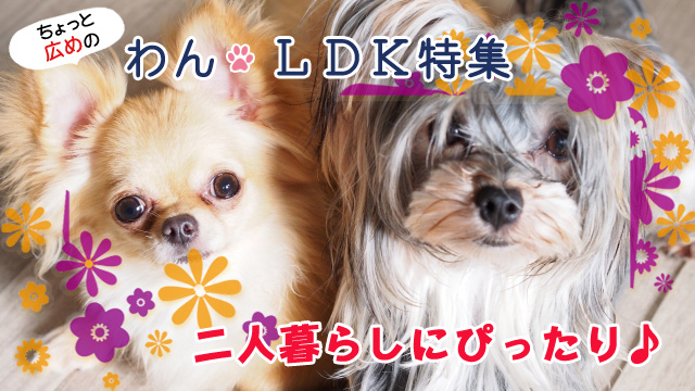 ふたり暮らしにぴったり♪ちょっと広めの1LDK特集