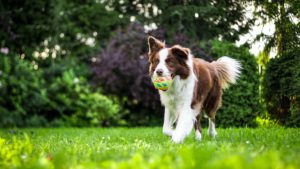 犬と外に飛び出そう！練馬区のオススメドッグラン3選！