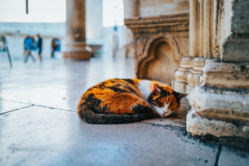 こんなにたくさん 猫がいっぱいいる世界の街まとめ 番外編 アドバンスネット