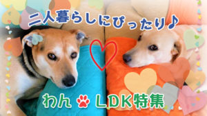 二人暮らしor単身の多頭飼育におすすめ♪43㎡以上の１LDK特集