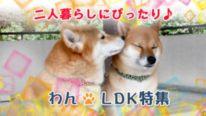 二人暮らしor単身の多頭飼育におすすめ♪43㎡以上の１LDK特集