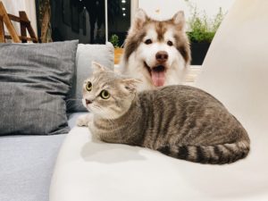 １つあるだけで北欧気分IKEAの便利＆おしゃれペットグッズ【犬・猫編】