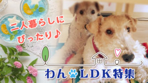 二人暮らしor単身の多頭飼育におすすめ♪43㎡以上の１LDK特集