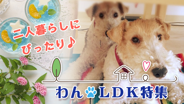 ふたり暮らしにぴったり♪1LDK特集