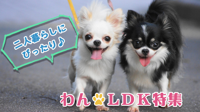ふたり暮らしにぴったり♪1LDK特集