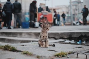 日本全国の有名ネコちゃんに会いに行こう！ SNS話題の #猫駅長 #駅猫 まとめ～関西・四国編～