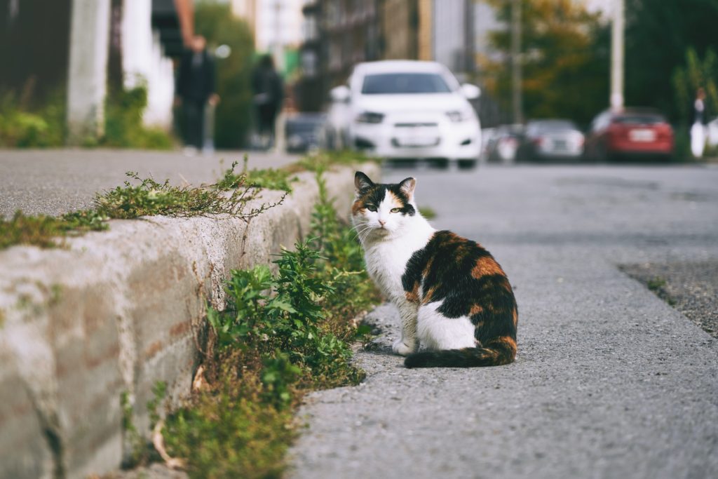 日本全国の有名ネコちゃんに会いに行こう Snsで話題の 猫駅長 駅猫 まとめ 東北編 アドバンスネット