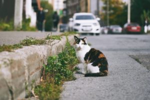 日本全国の有名ネコちゃんに会いに行こう！ SNSで話題の #猫駅長 #駅猫 まとめ～東北編～