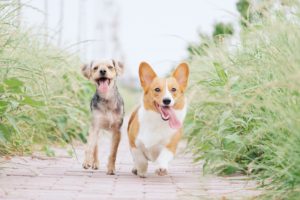 ワンちゃん好きの都道府県はどこ？その理由も調査