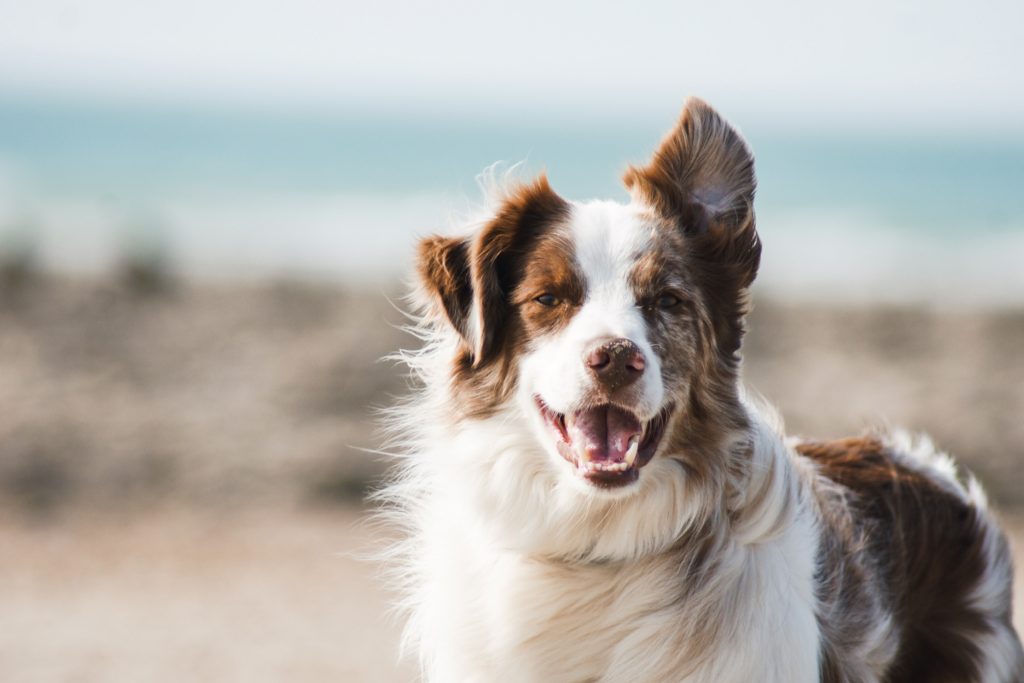 ワンダフルなイギリスのお犬様生活！～愛犬家が多いイギリスのワンちゃん事情を調査～