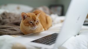 バーチャル世界で猫と遊ぼう！ 暇つぶしに最適ネコちゃん登場ゲーム特集～ブラウザ版～