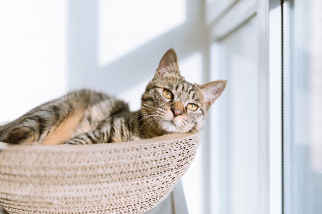 最新猫トイレがハイテク！ こんなの知ってた？AI搭載の猫トイレ