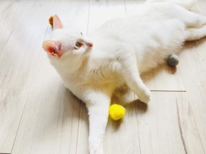 ネコちゃんをかわいく撮ろう！一眼レフで撮る３つのコツ