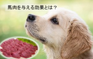 愛犬に馬肉を与えよう！効果と注意点を紹介