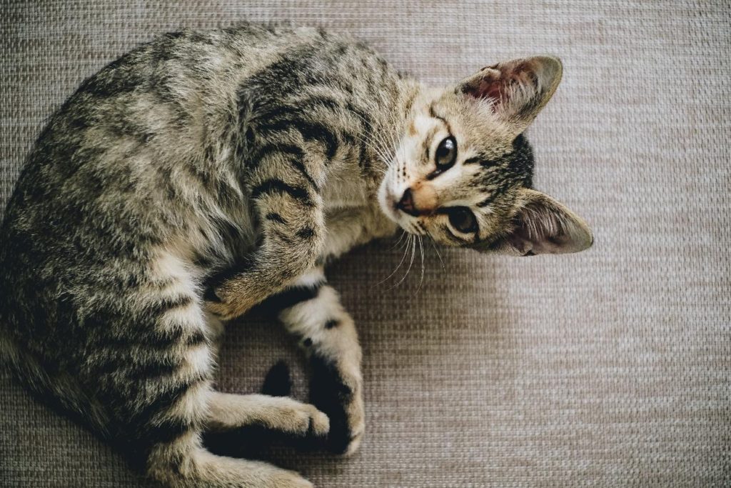 飼い主さんのストレス軽減！ネコちゃんの爪切り方法