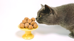 食べると危険！ネコちゃんに絶対に与えてはいけない身近な食べ物とは？