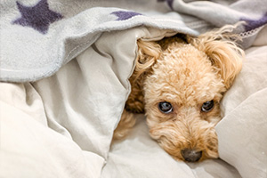 愛犬・愛猫に合わせた寒さ対策を(犬)