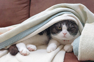 愛犬・愛猫に合わせた寒さ対策を(猫)