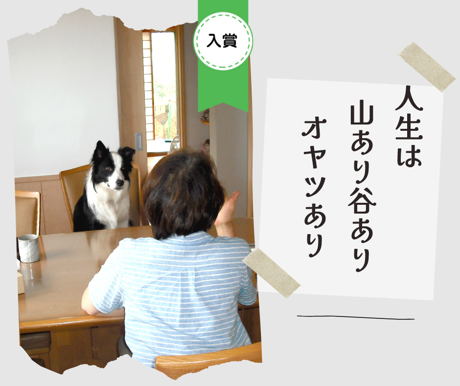 ペット川柳2026　入選作品⑧