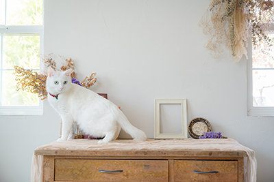 ペット川柳カレンダー2026 入賞者コメント 2月