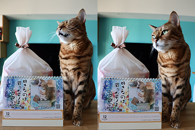 ペット川柳カレンダー2026 入賞者コメント　12月