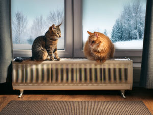 【2026最新】猫に最適なパネルヒーターおすすめ5選|安全な選び方と注意点