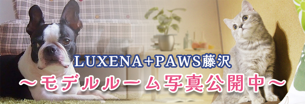 LUXENA+PAWS藤沢（photo gallery）