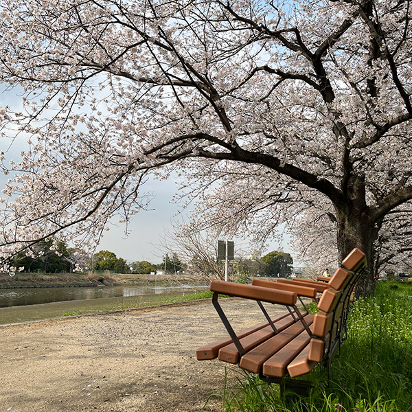 古利根川の遊歩道②