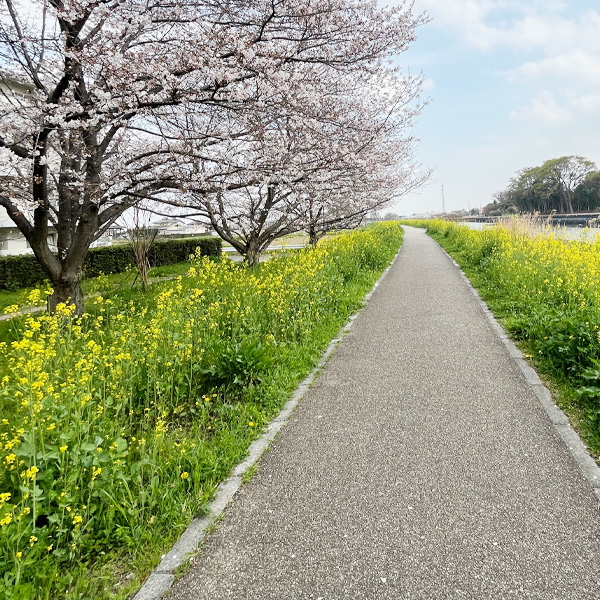 古利根川の遊歩道①