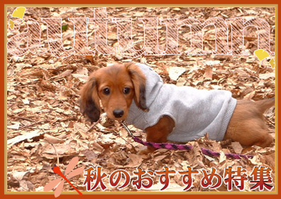 秋のおすすめ物件特集