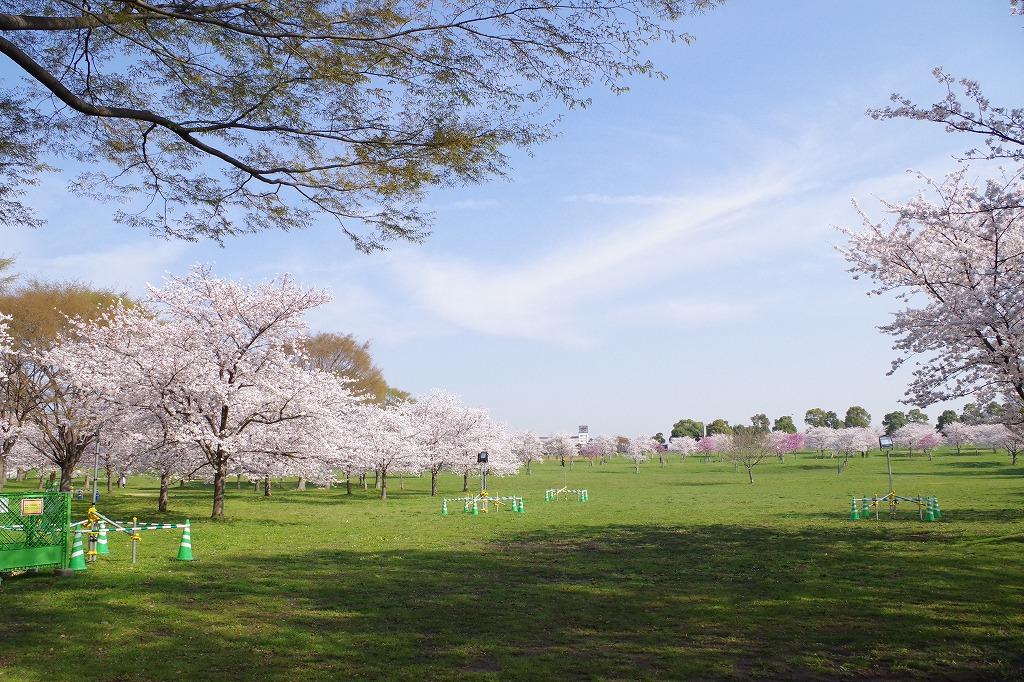 シャーメゾン賃貸　ペット可　メゾン　グレイス　舎人公園